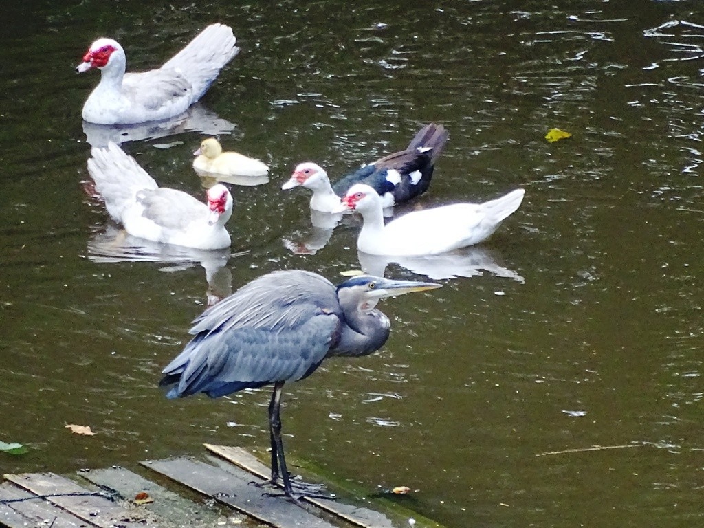 Great Blue Heron (Great Blue) - ML76490661