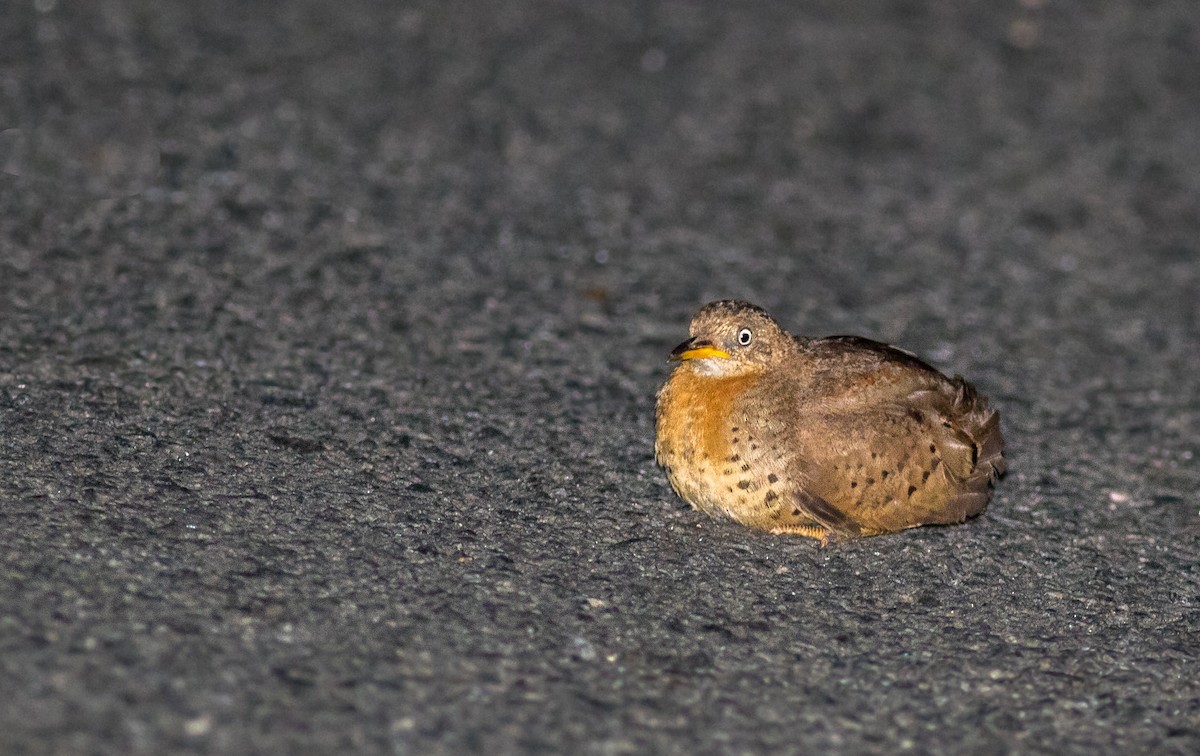 Yellow-legged Buttonquail - ML76492501