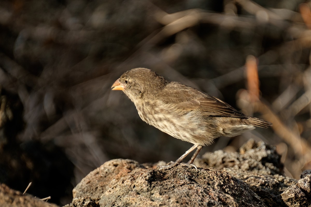 Sharp-beaked Ground-Finch - ML76494021