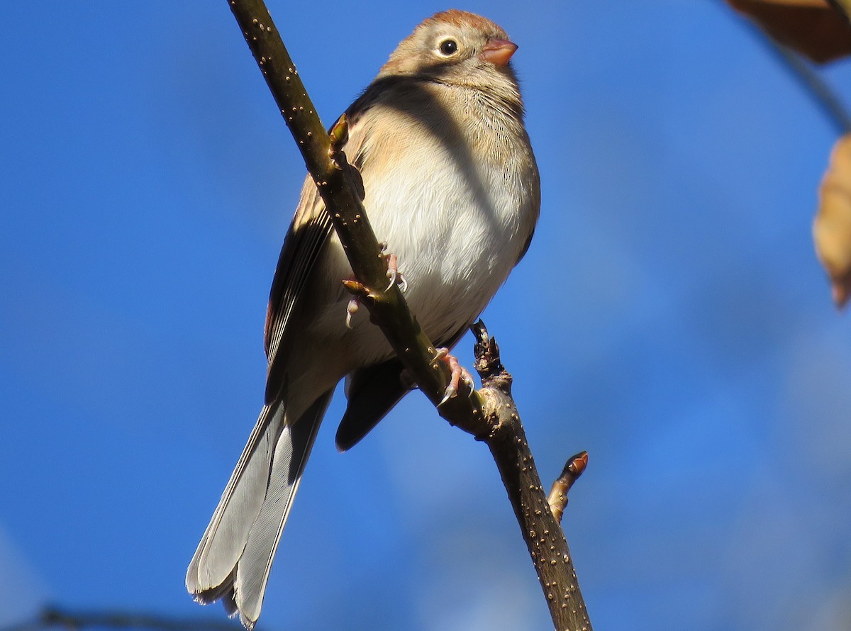 Field Sparrow - ML76494791