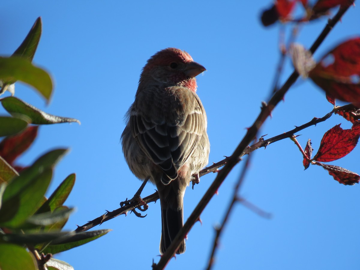 House Finch - ML76494881