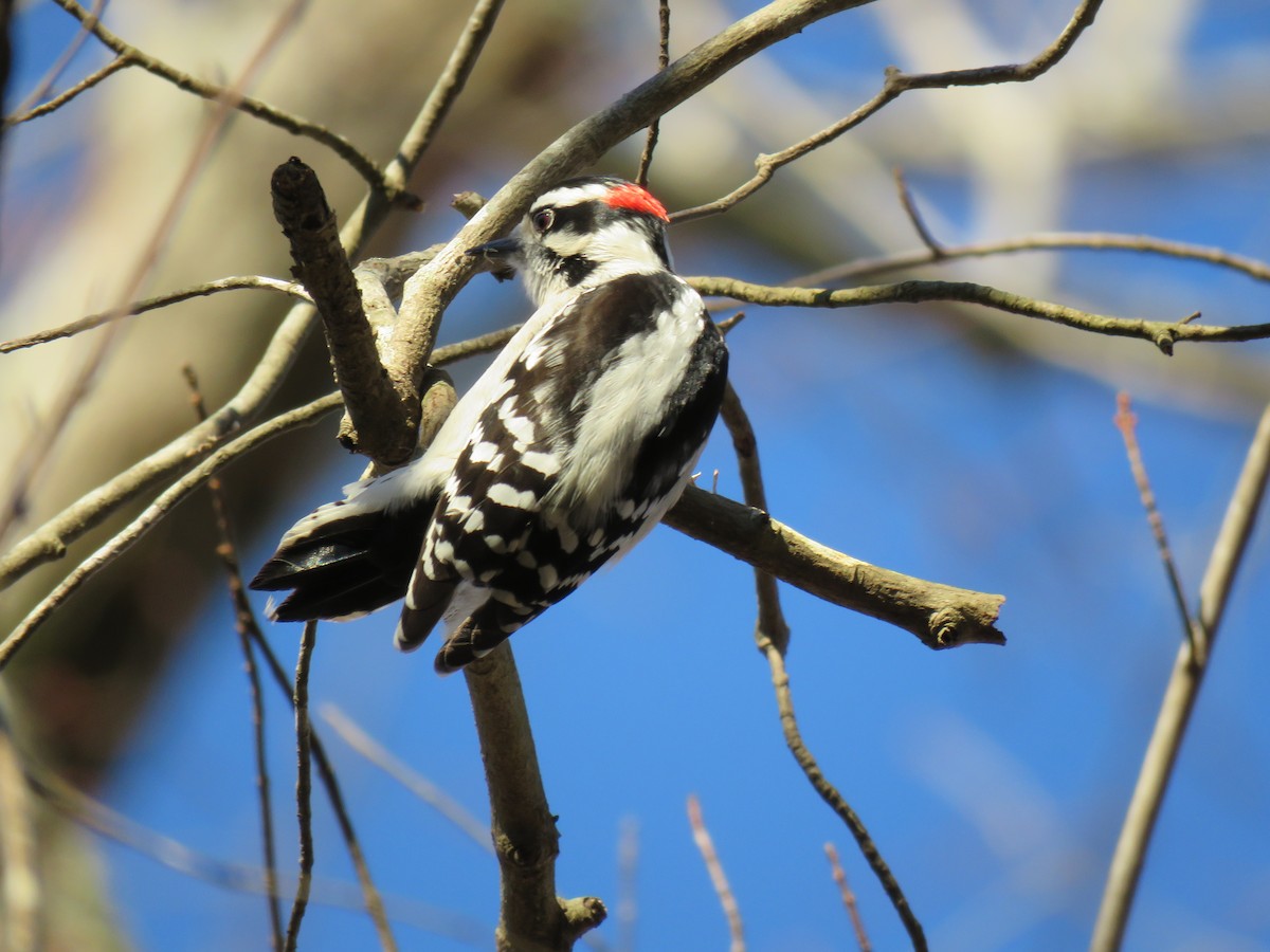 Downy Woodpecker - ML76494891