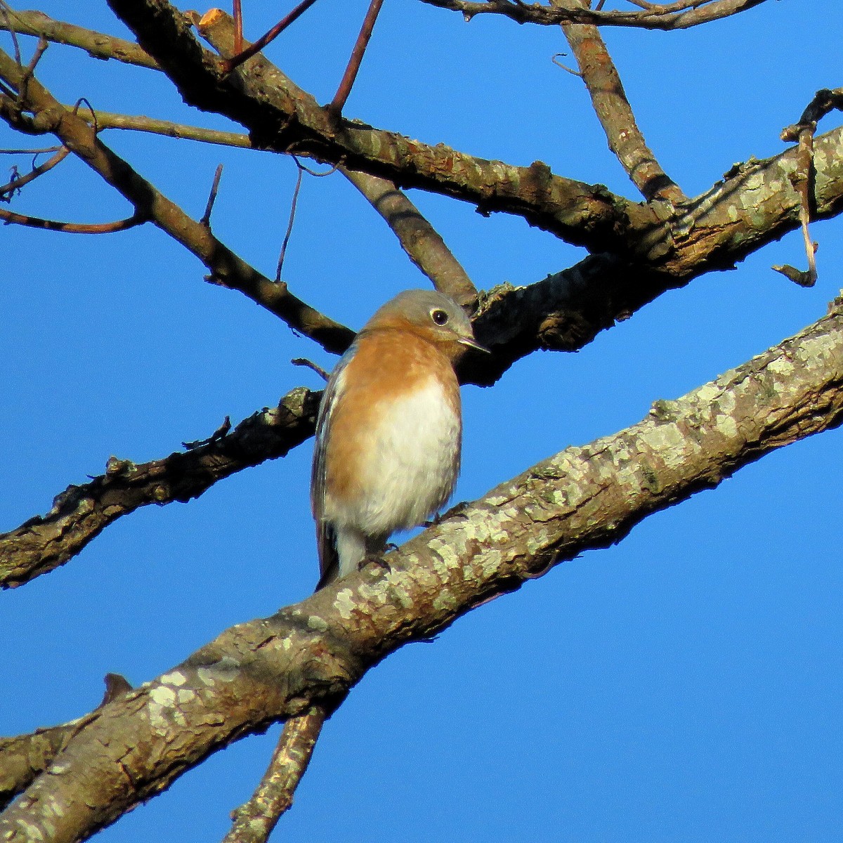 Eastern Bluebird - Vince Elia