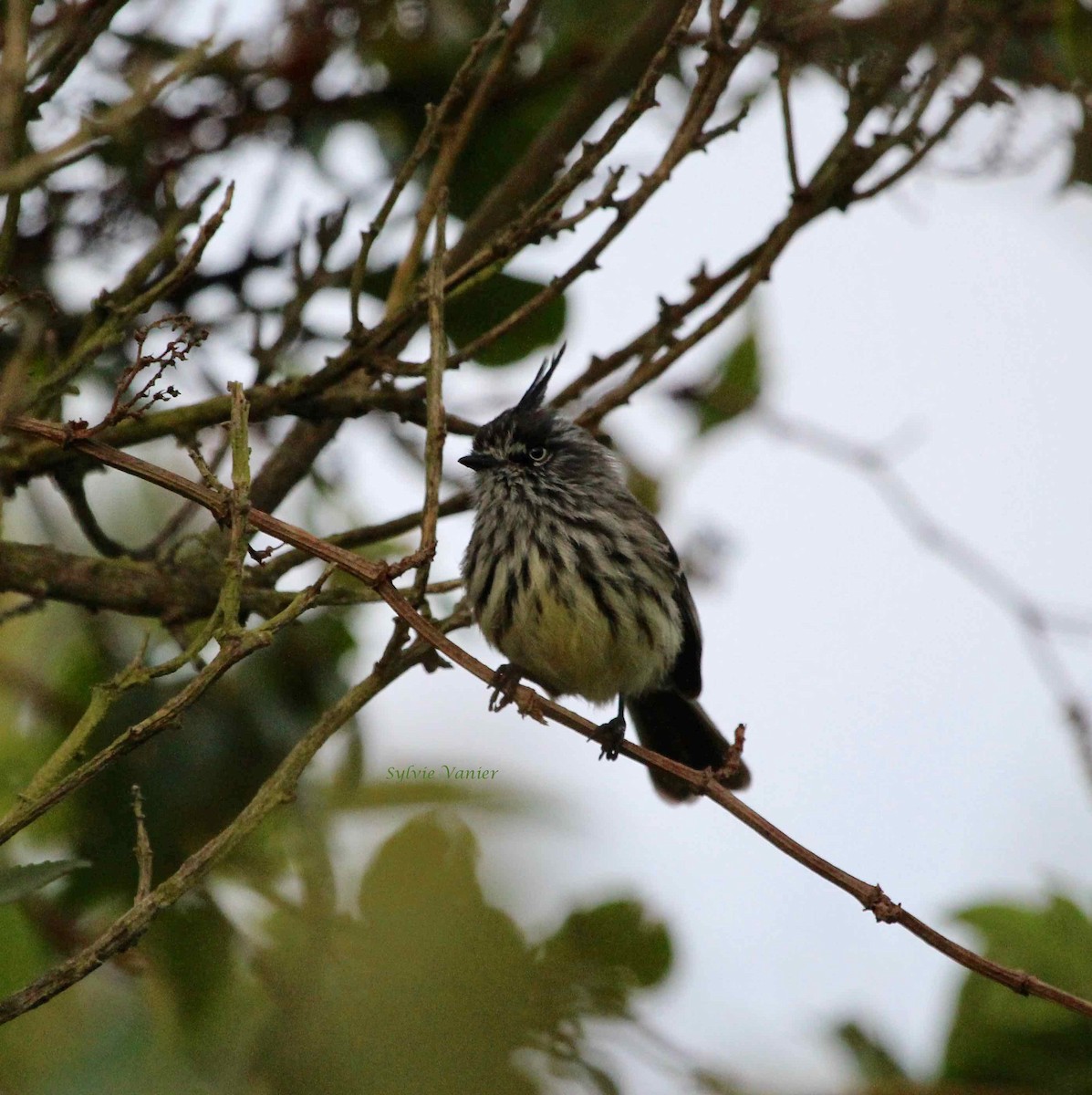 Taurillon mésange - ML76496881