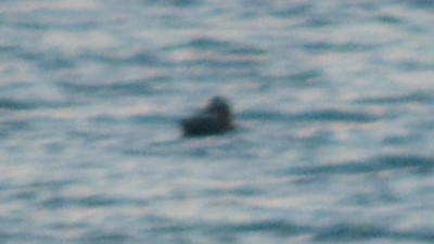 White-winged Scoter - ML76497781