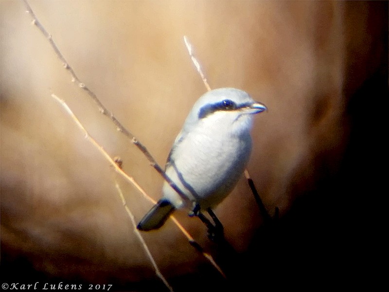 Northern Shrike - ML76498021