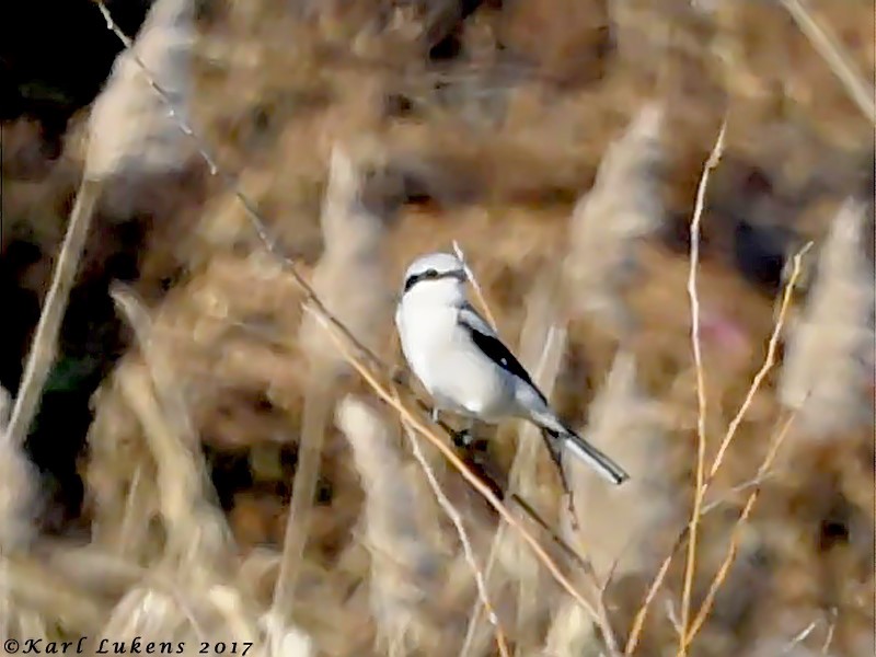 Pie-grièche boréale - ML76498091