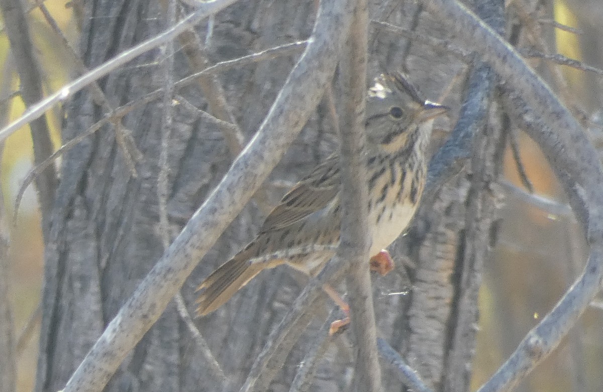 Lincoln's Sparrow - Christopher Rustay