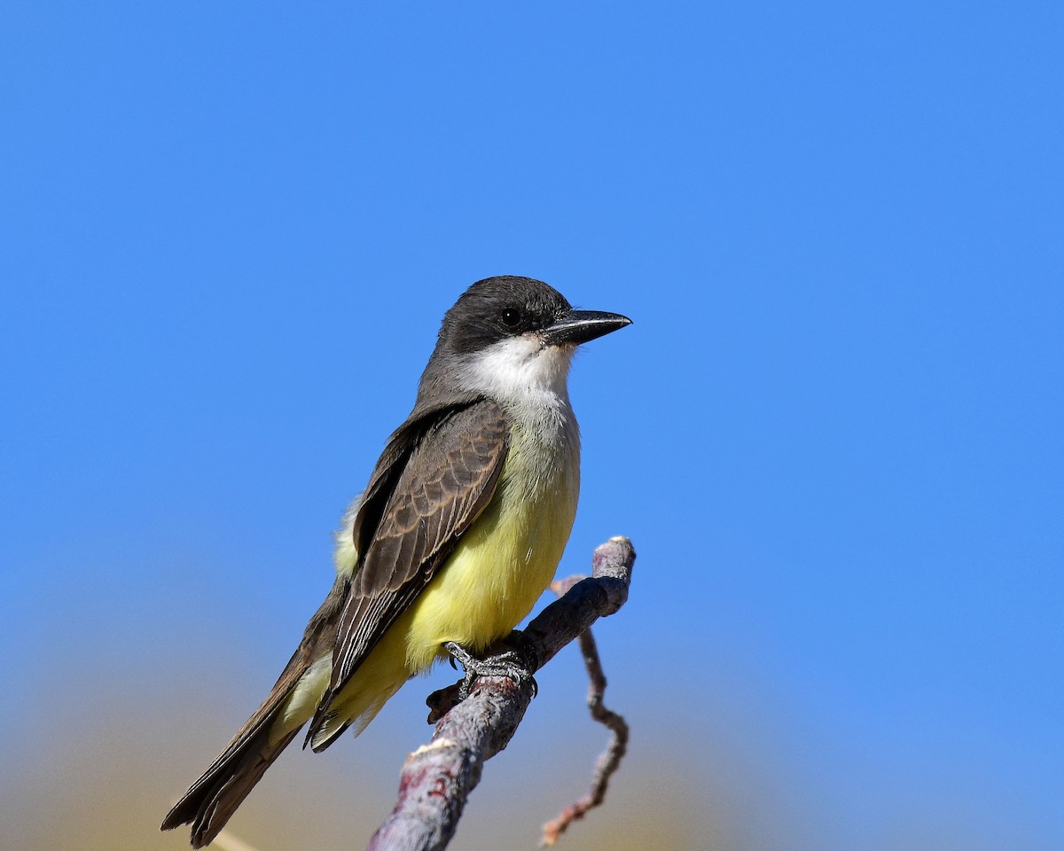 Thick-billed Kingbird - Scott Page