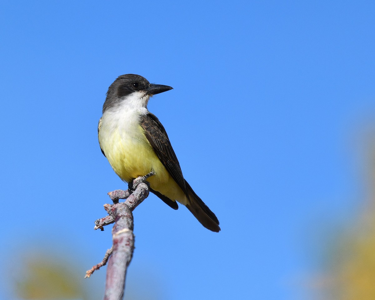 Dickschnabel-Königstyrann - ML76502621