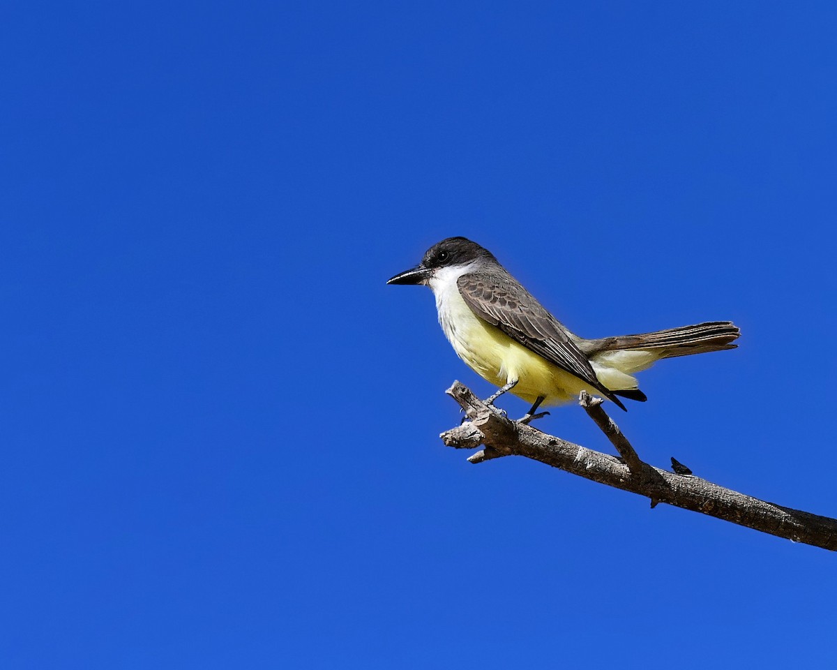 Dickschnabel-Königstyrann - ML76502641