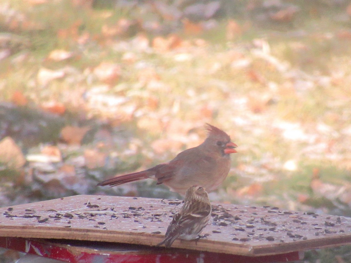 Northern Cardinal - ML76503241