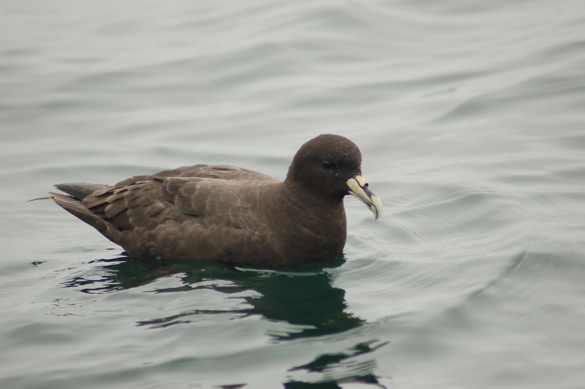 Weißkinn-Sturmvogel - ML76505041