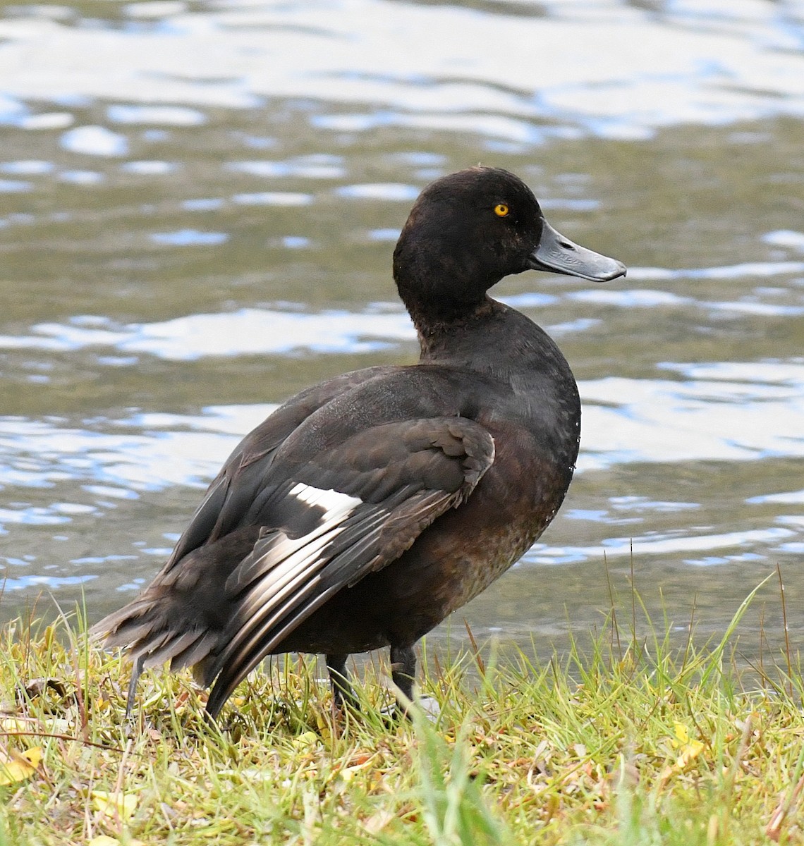 New Zealand Scaup - ML76508191