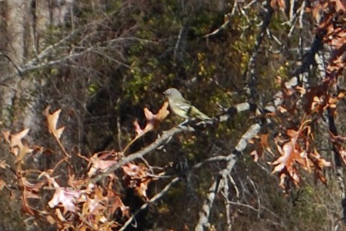 Blue-headed Vireo - Kelly Krechmer