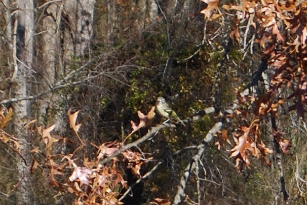 Vireo Solitario - ML76509951