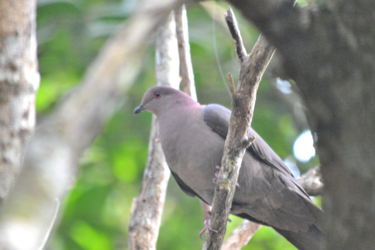 Short-billed Pigeon - Carlos Mancera (Tuxtla Birding Club)