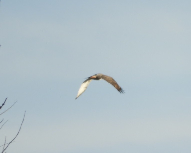 Red-tailed Hawk - Lois Rockhill