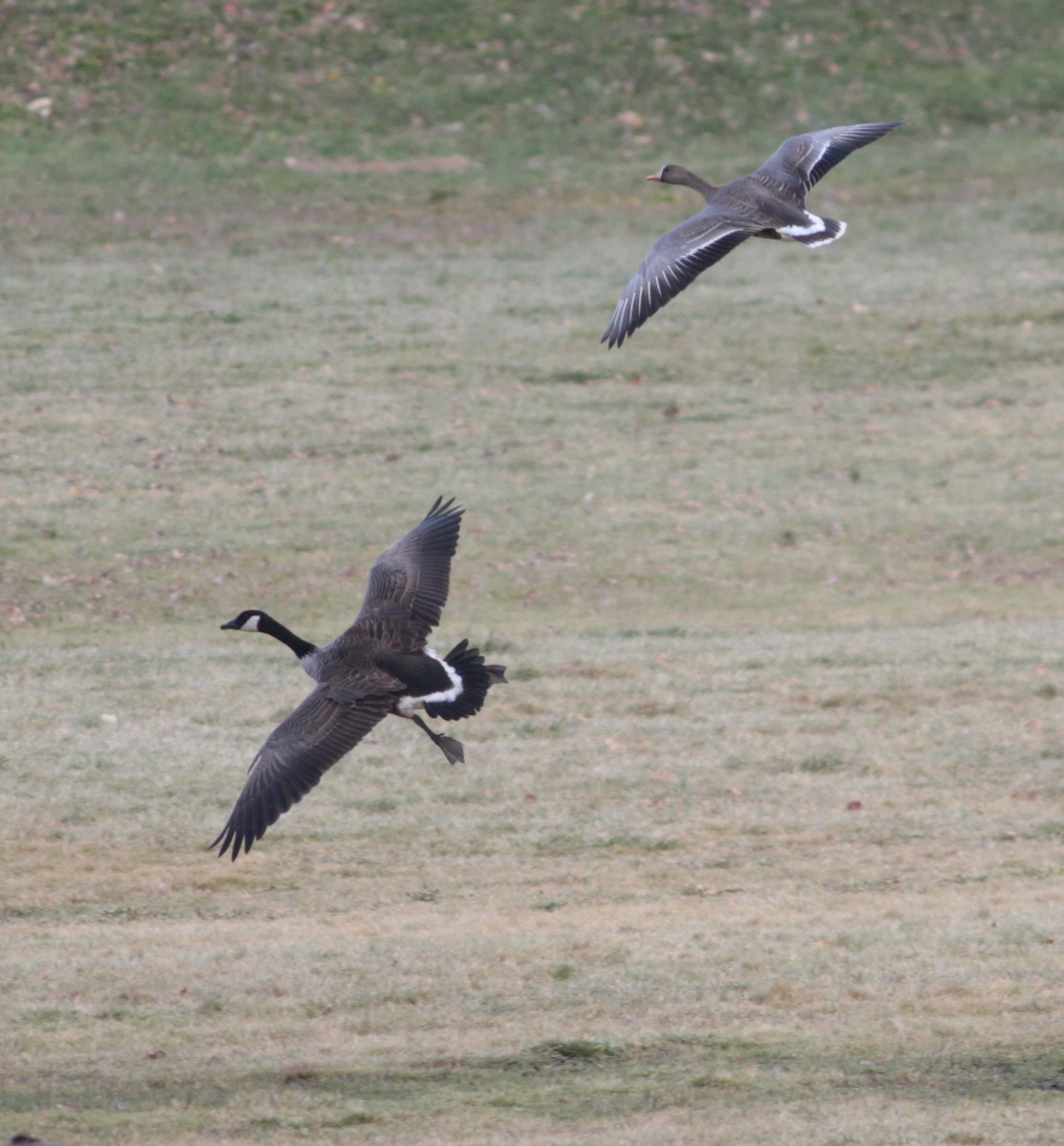 Canada Goose - ML76513391