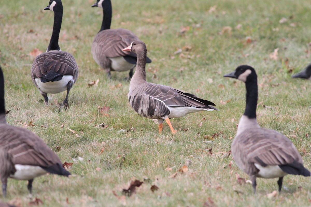 Canada Goose - ML76513401