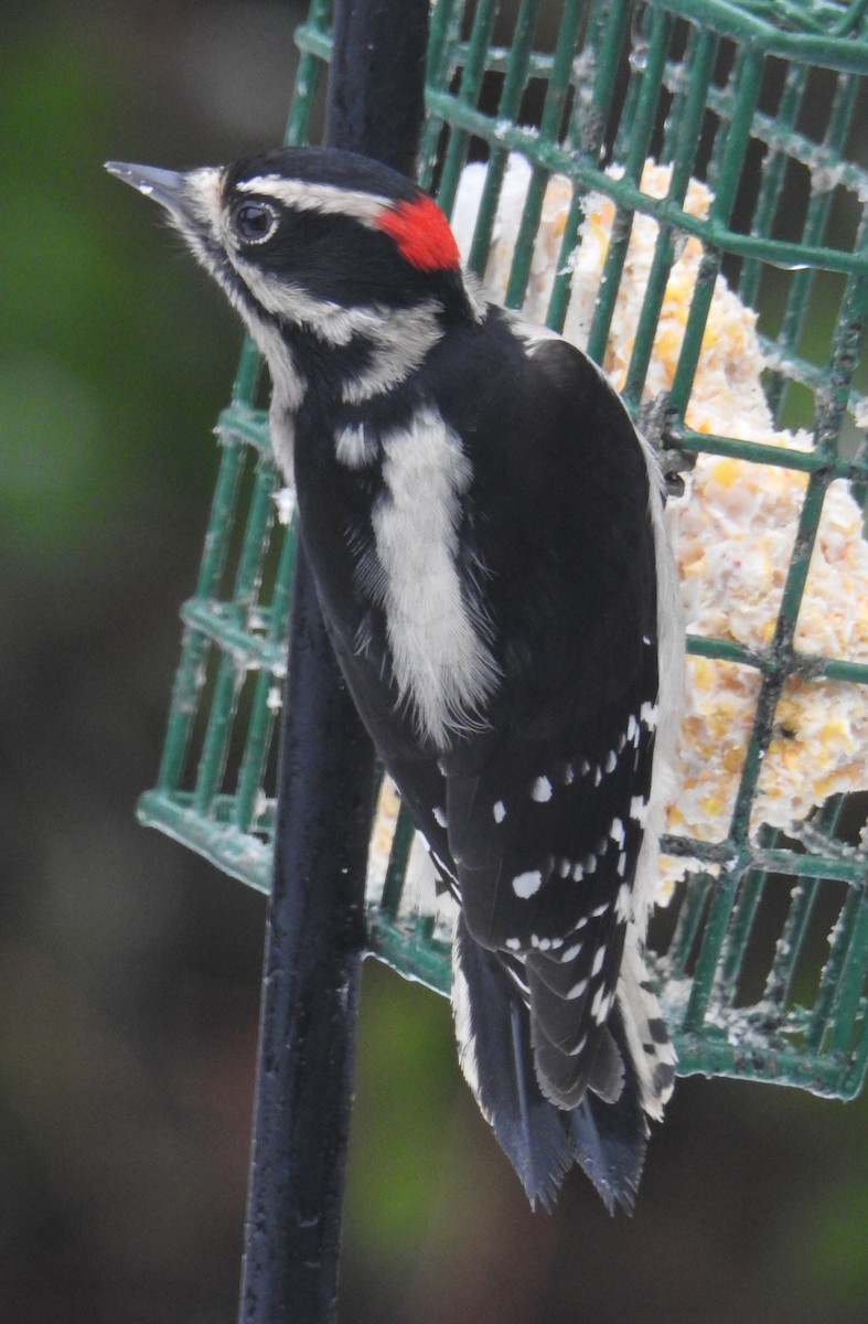 Downy Woodpecker - brett markey