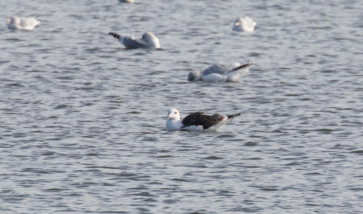 Great Black-backed Gull - ML76515701