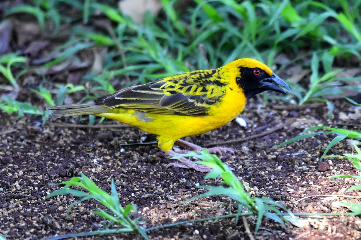 Village Weaver - Joel Trick