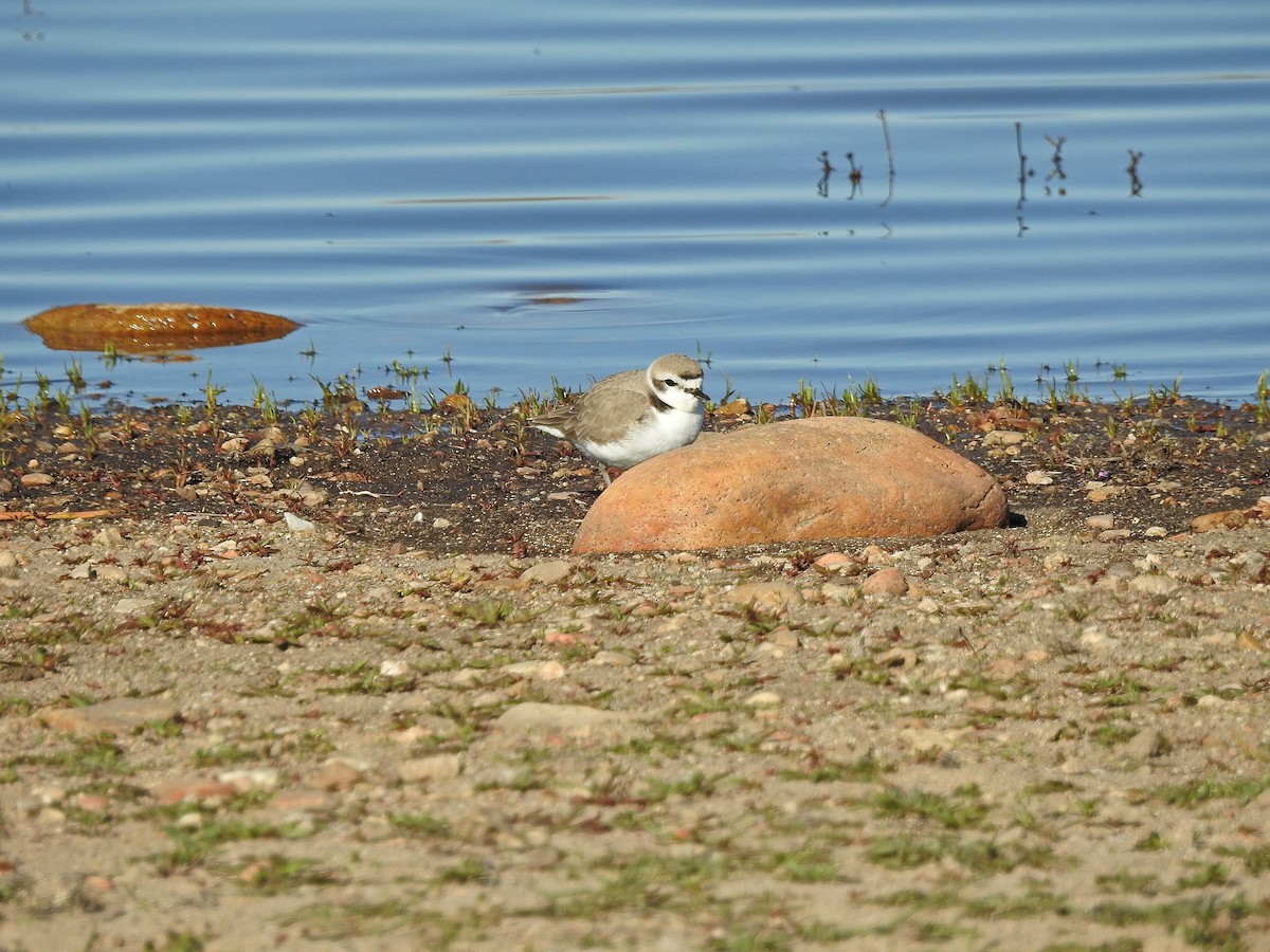 Snowy Plover - ML76516561