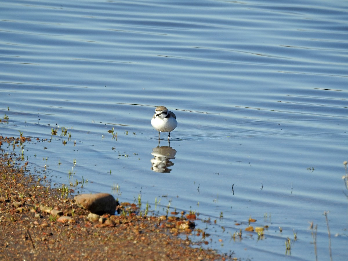 Snowy Plover - ML76516821