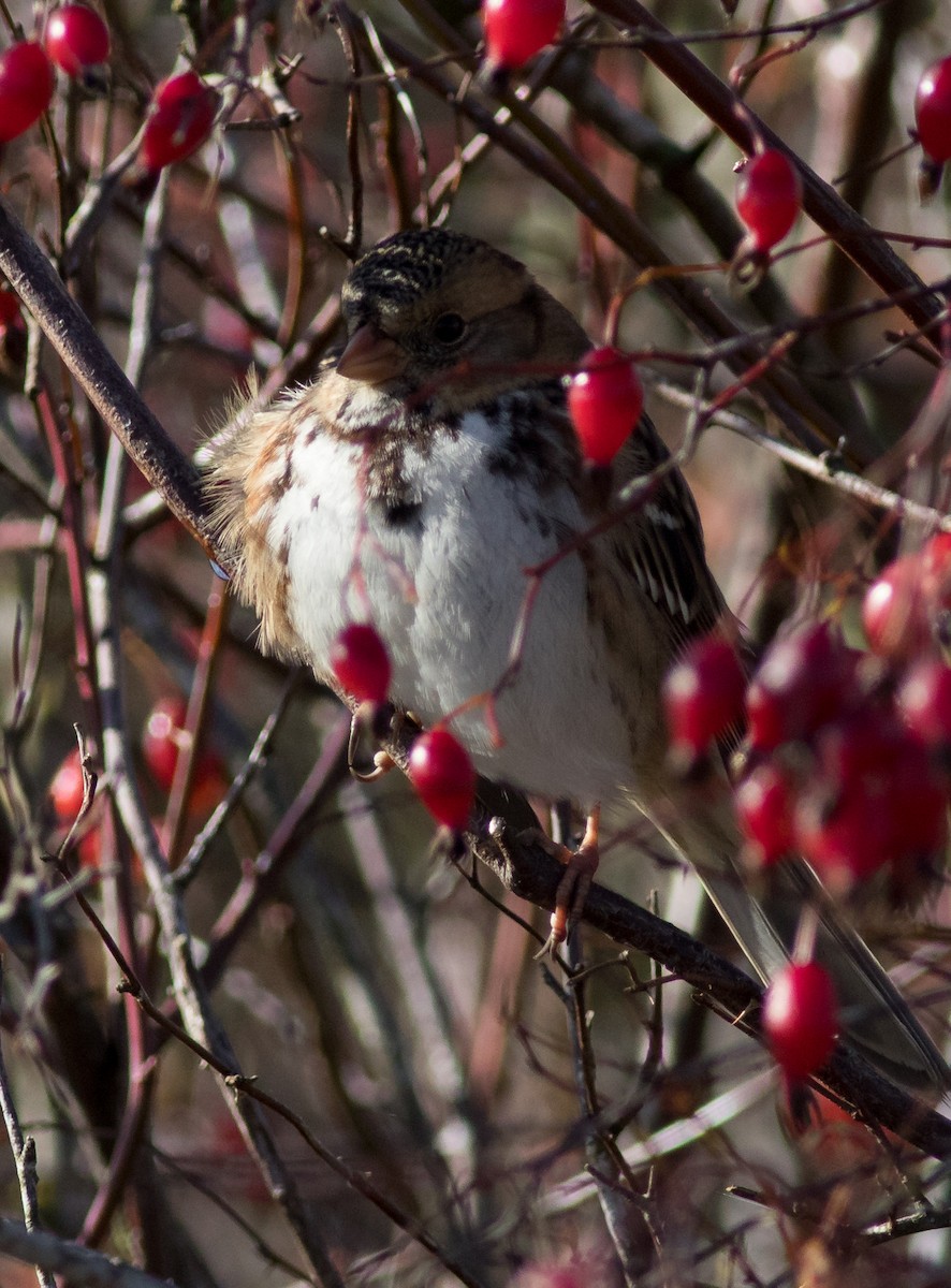 Harris's Sparrow - Oliver Burton