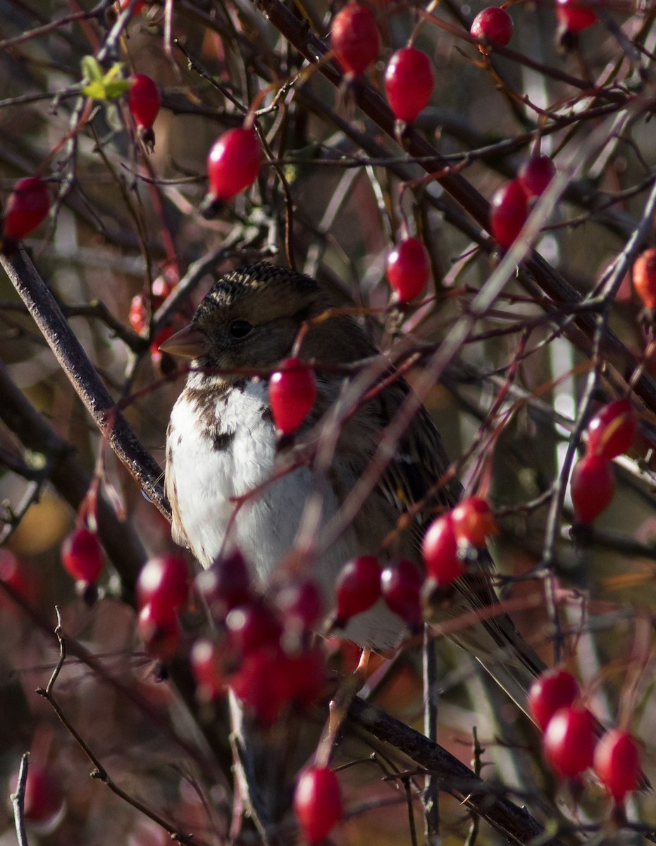 Harris's Sparrow - Oliver Burton