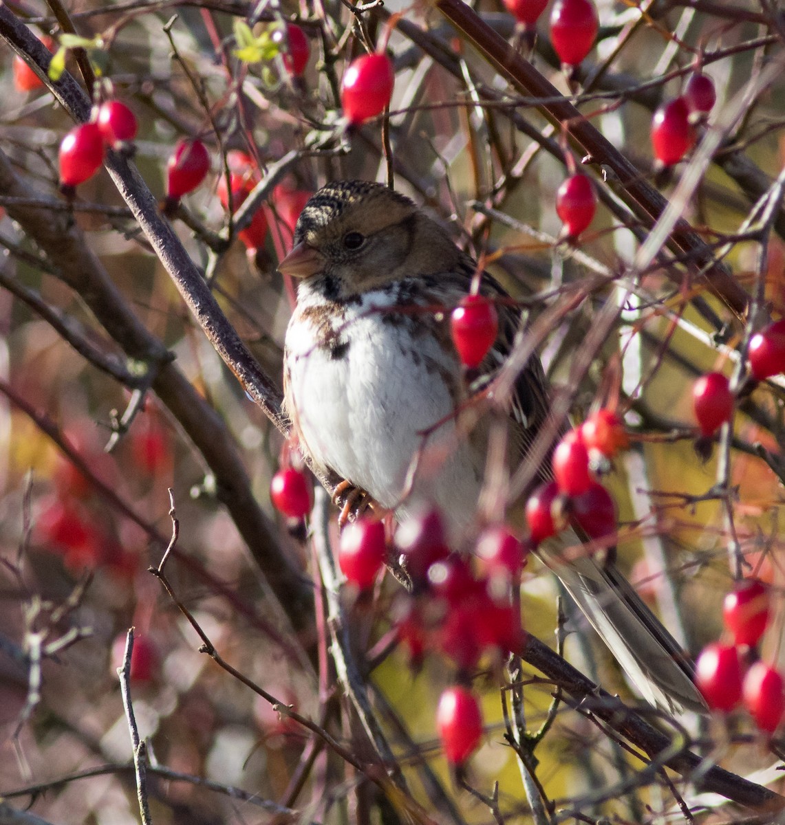 Harris's Sparrow - Oliver Burton