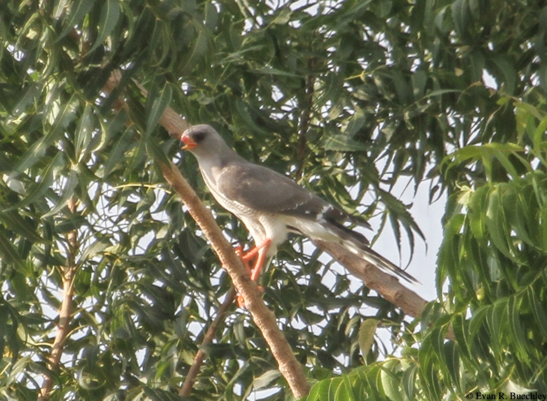 Gabar Goshawk - ML76518641