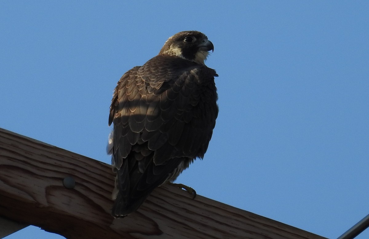 Peregrine Falcon - Carol Baird Molander