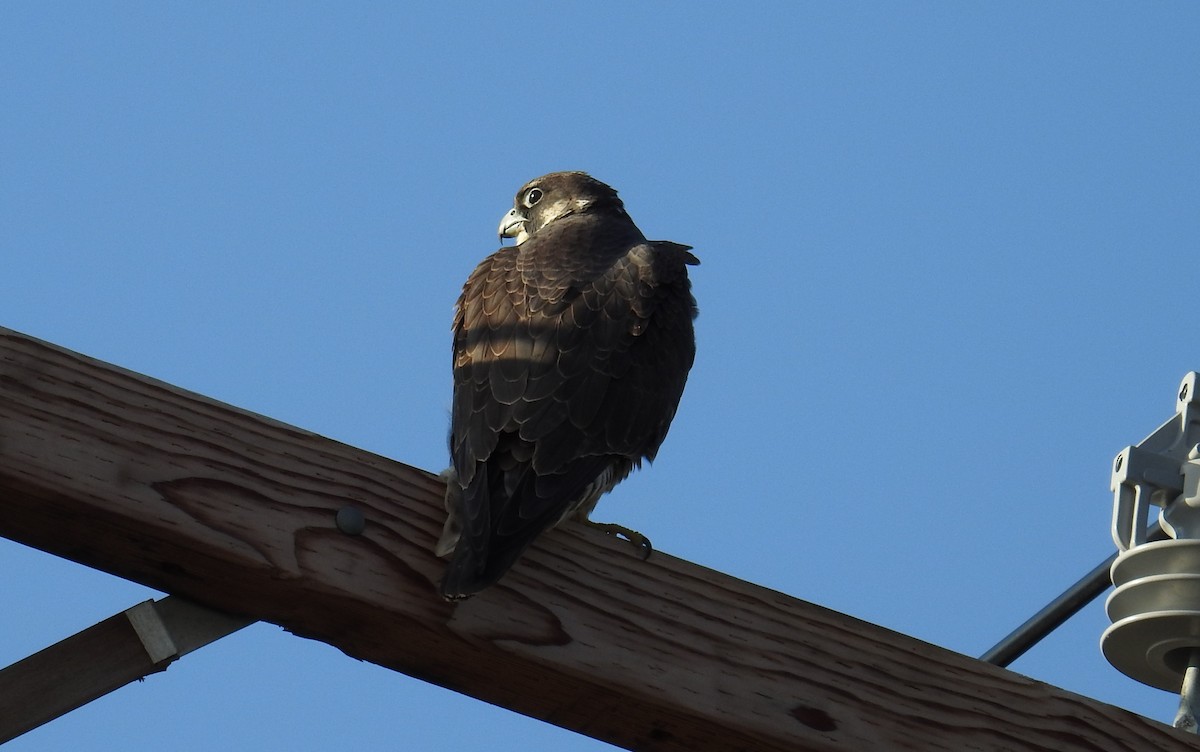 Peregrine Falcon - ML76518921