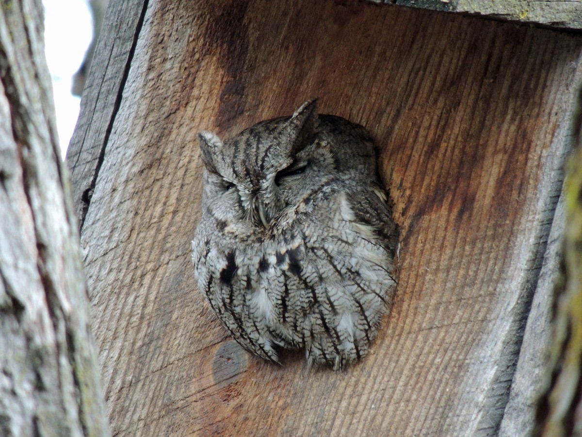 Western Screech-Owl - Mary Rumple