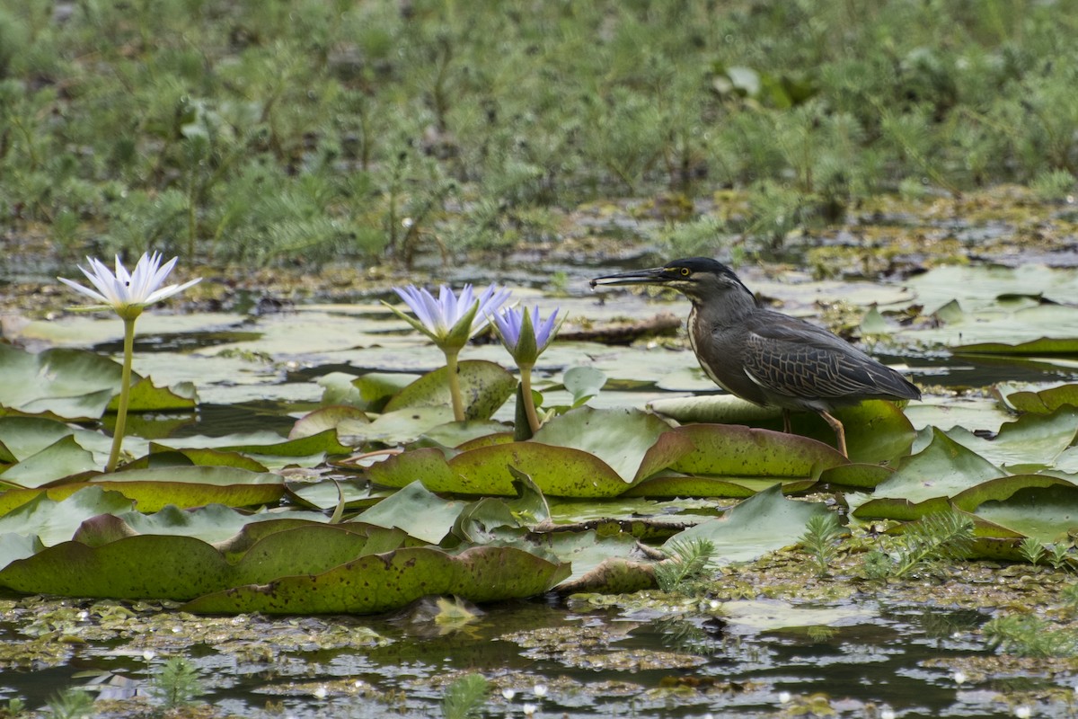 Striated Heron - ML76519641