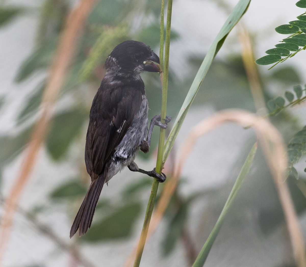 Variable Seedeater - ML76520881