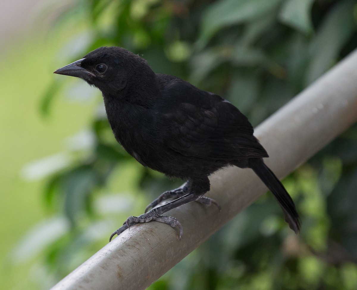 Scrub Blackbird - ML76520901