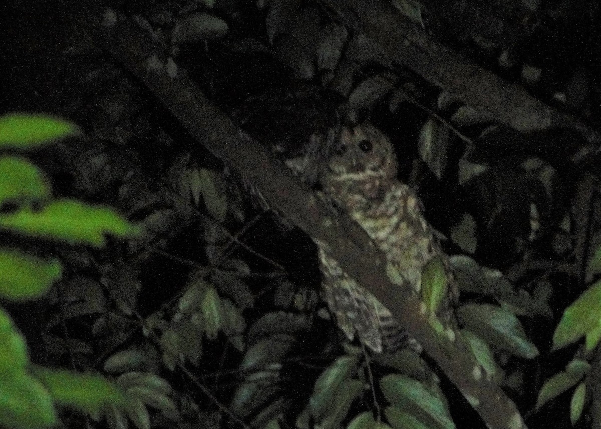 Rusty-barred Owl - ML76522271