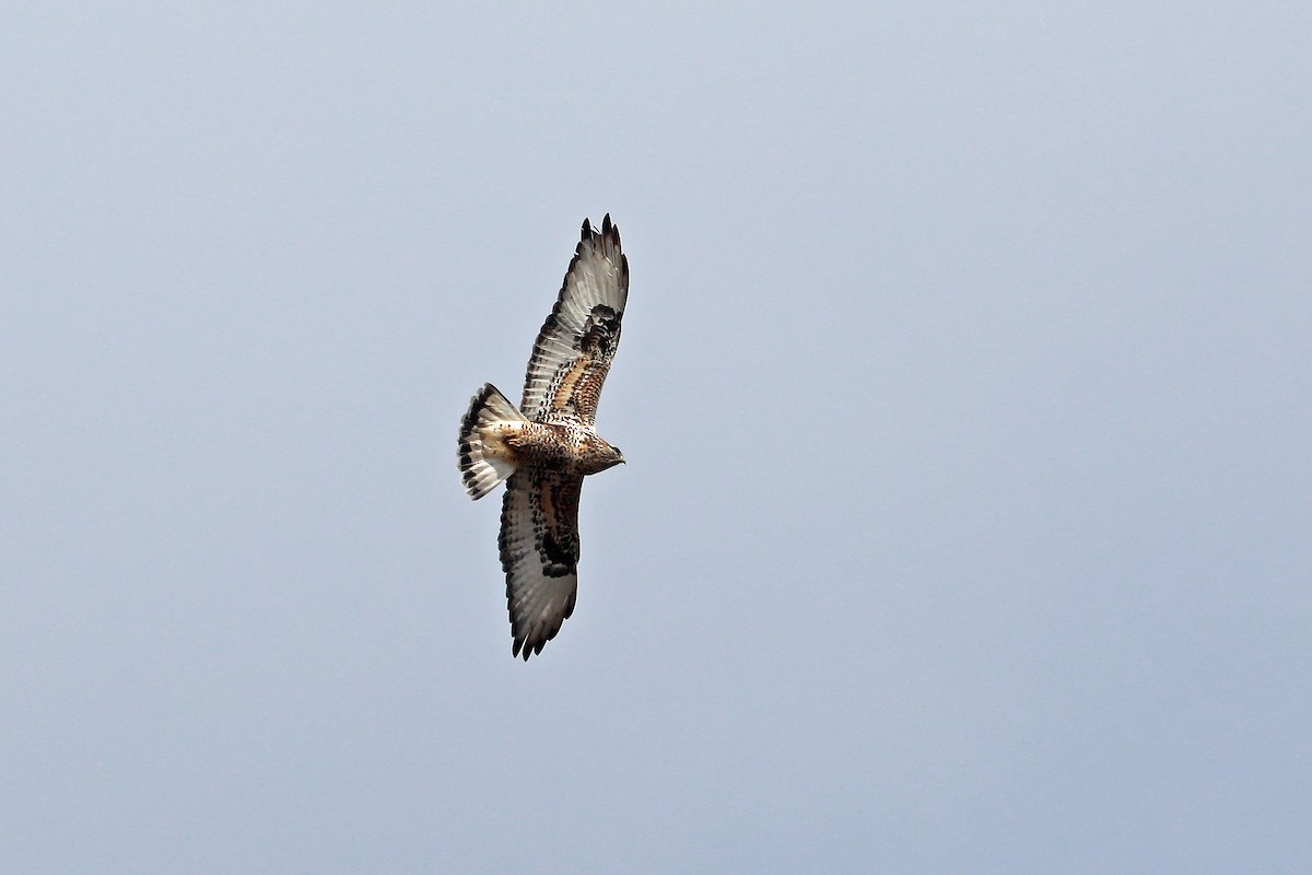 Raufußbussard - ML76522311