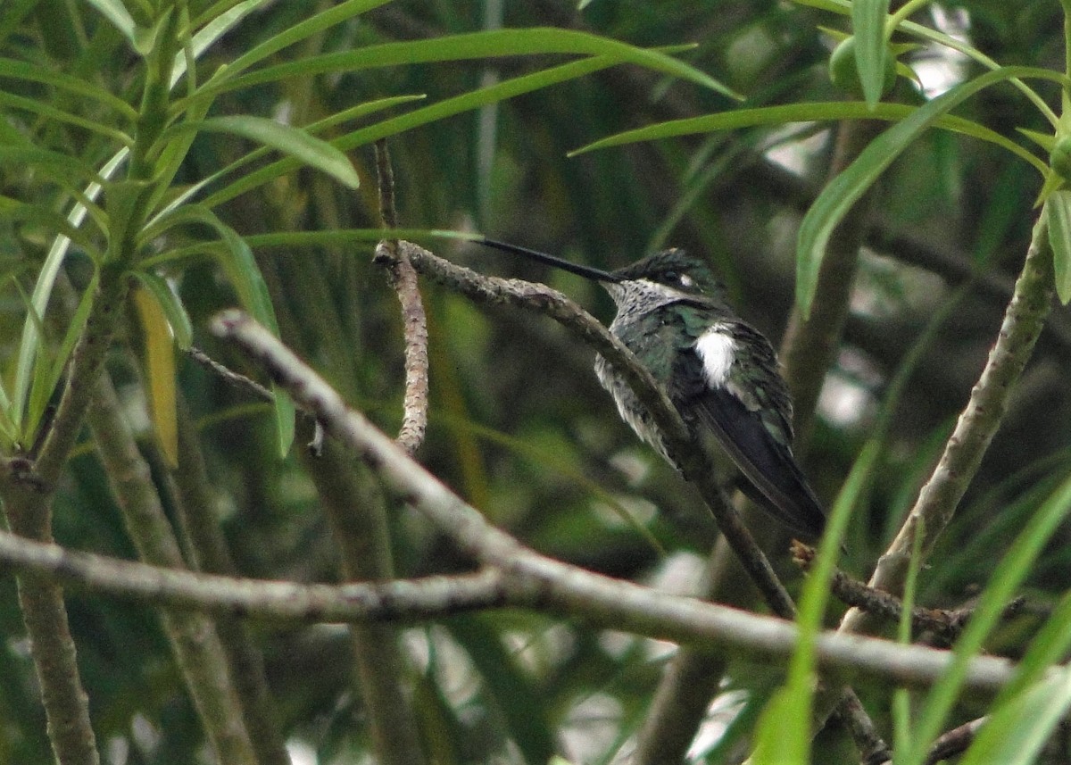 Stripe-breasted Starthroat - Carlos Otávio Gussoni