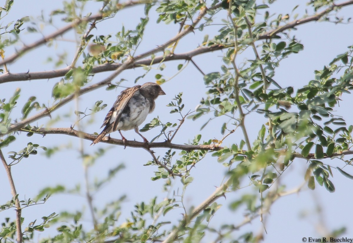 White-rumped Seedeater - ML76522451