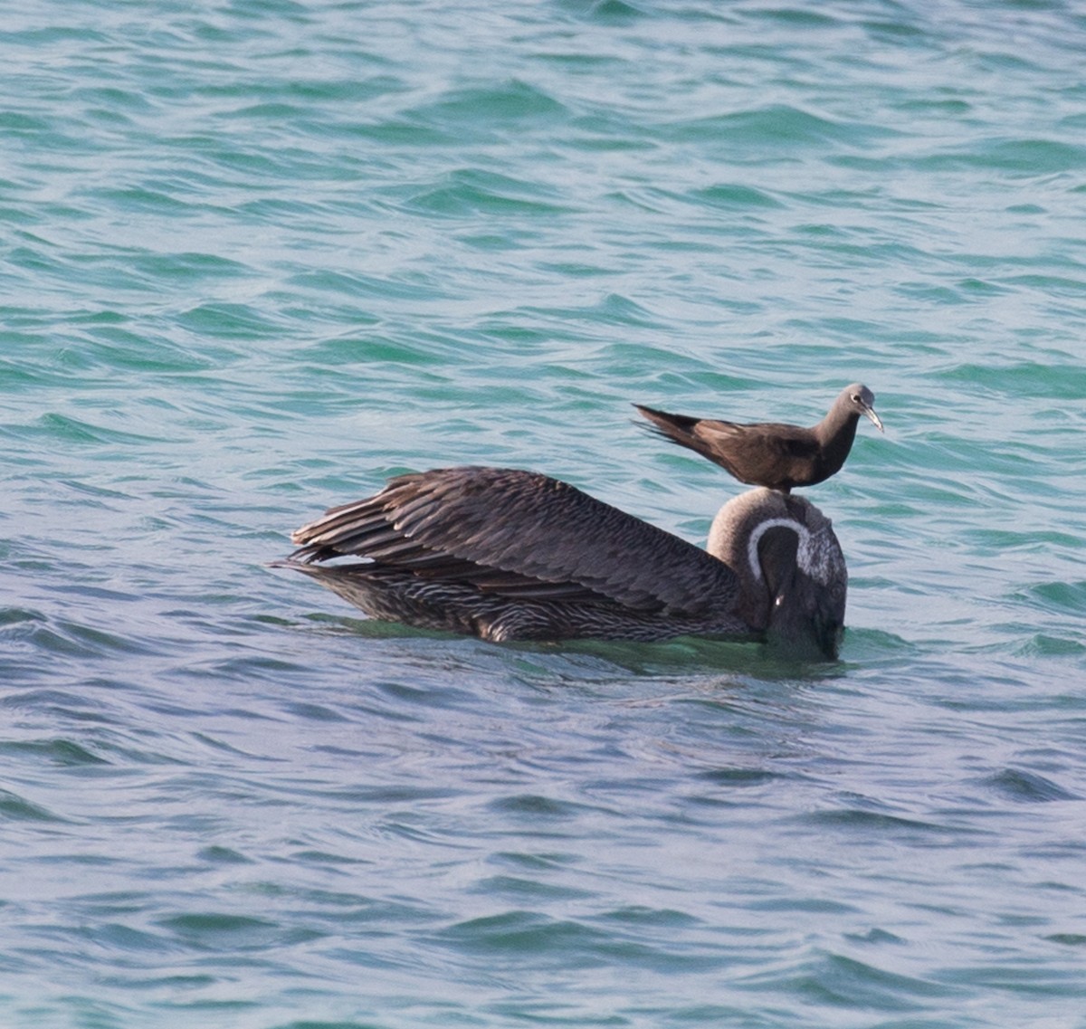 Brown Pelican - ML76523171