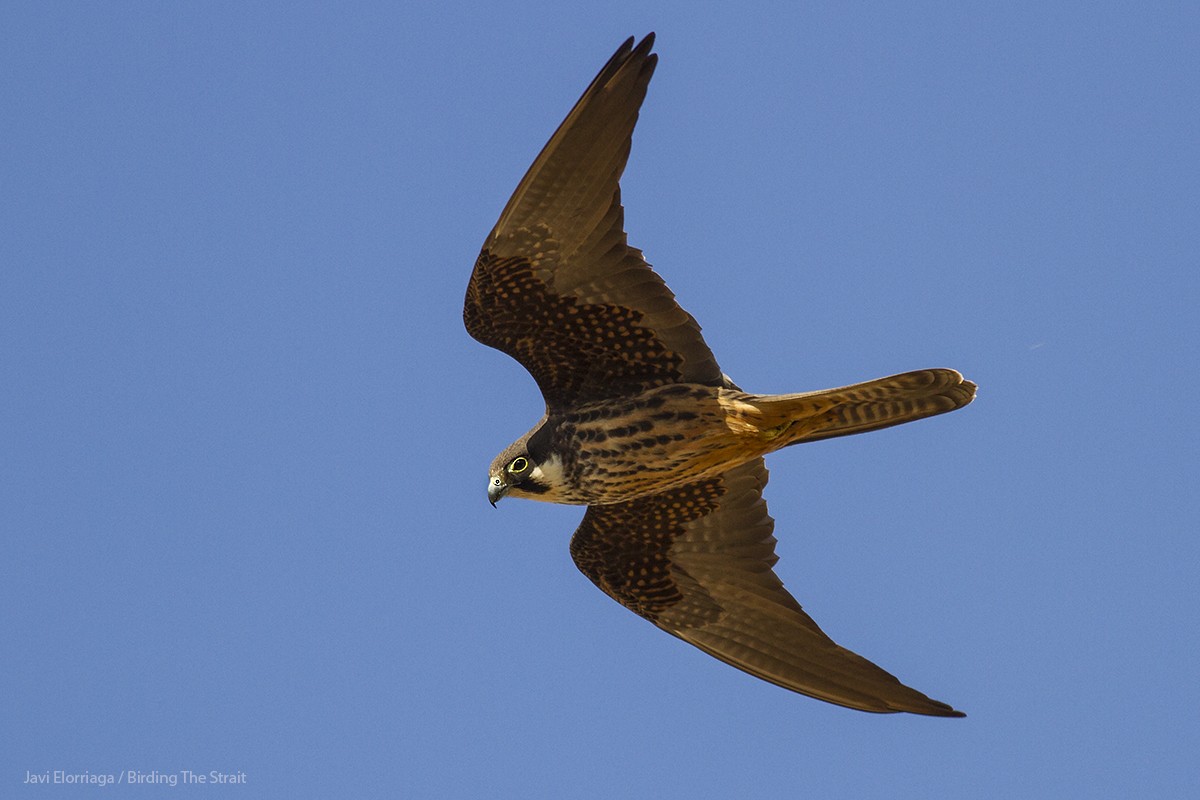 Eleonora's Falcon - ML76524321