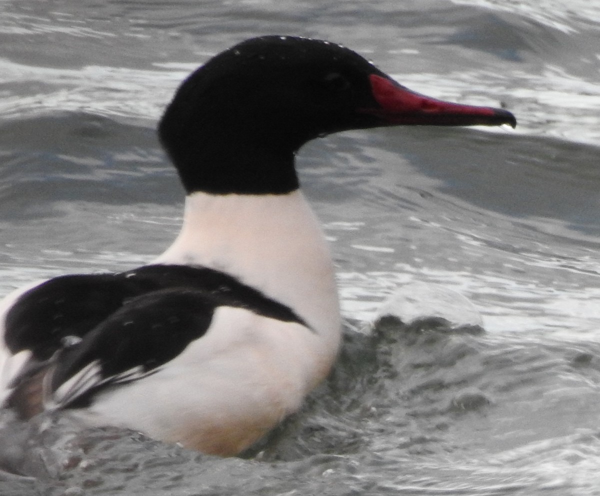 Common Merganser - ML76524621