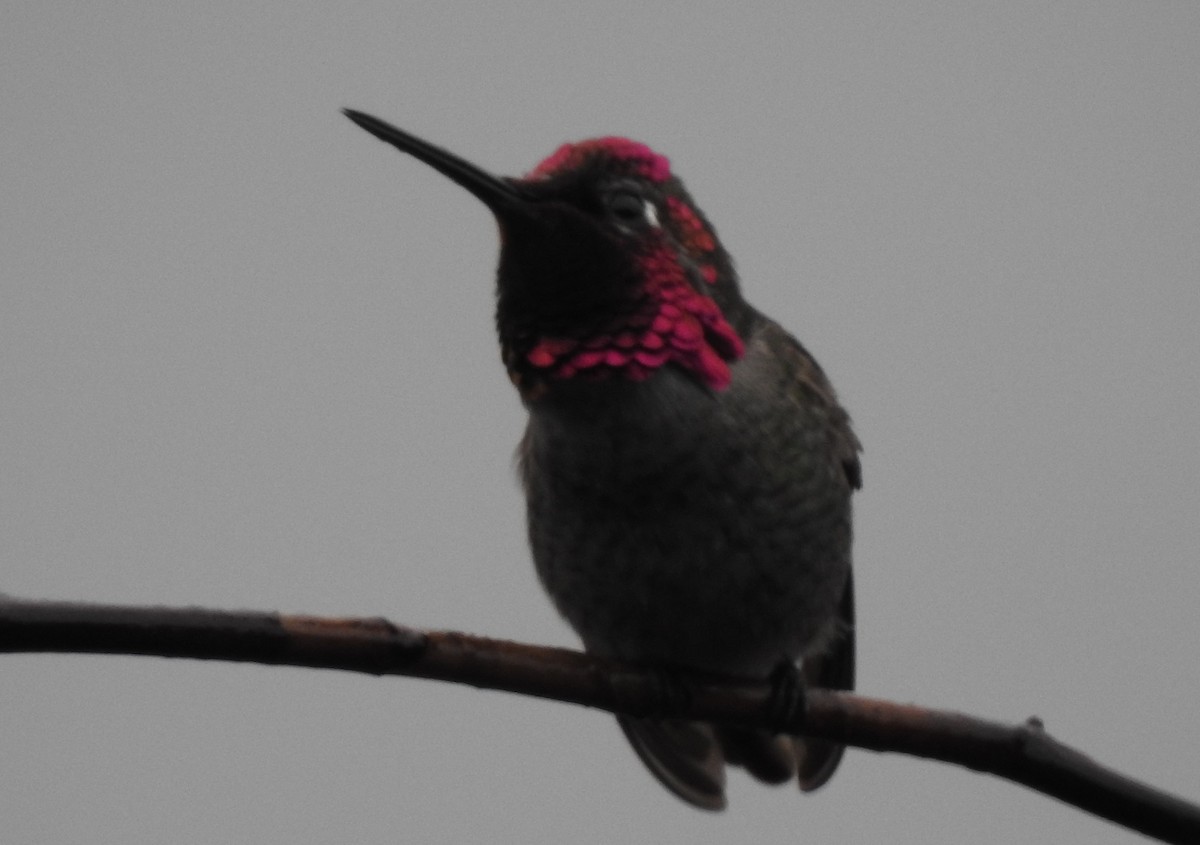 Anna's Hummingbird - brett markey