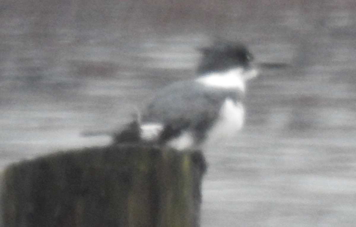 Belted Kingfisher - ML76524841
