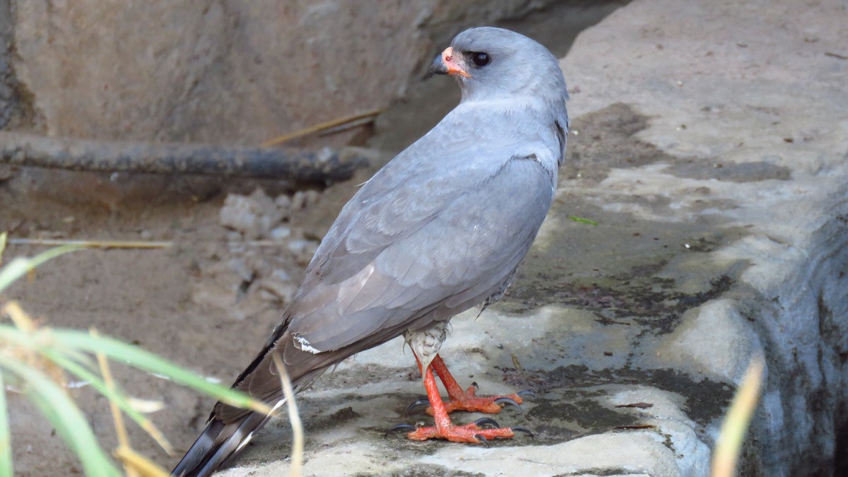 Gabar Goshawk - ML76525011