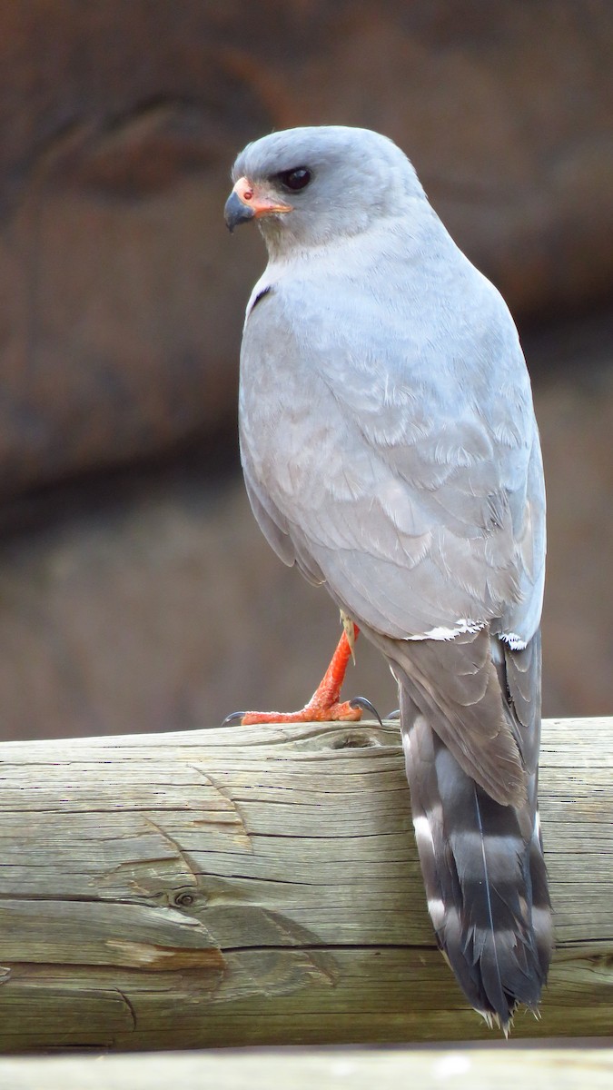 Gabar Goshawk - ML76525021